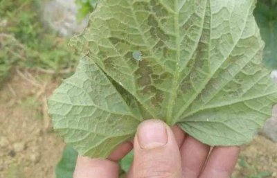 ​吡唑醚菌酯，适用哪些作物？到底怎么用？一看就懂！