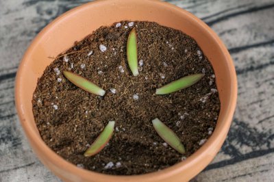 ​想让多肉美上天！你必须学会这些养护技巧