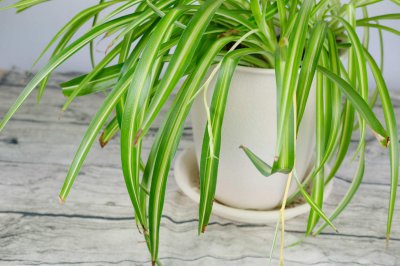 ​这10种吊兰，8亿中国人都见过，别说你还不会养！