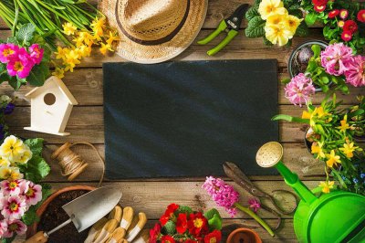 ​夏天养盆它，吸甲醛旺风水，家里立马变氧吧！