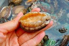 男人吃鲍鱼能补肾吗?肾虚能吃鲍鱼吗? 男人吃鲍鱼能补肾吗?肾虚能吃鲍鱼吗?