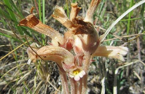 肉苁蓉能和茶泡水喝吗 两者分开喝比较为宜 肉苁蓉能和茶泡水喝吗 两者分开喝比较为宜