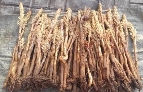 肉苁蓉能和茶泡水喝吗 两者分开喝比较为宜 肉苁蓉能和茶泡水喝吗 两者分开喝比较为宜