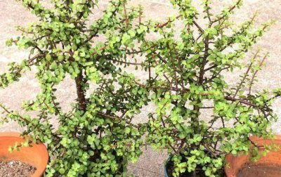 ​老桩金枝玉叶怎么养？做好4点，保准枝繁叶茂，越长越好看