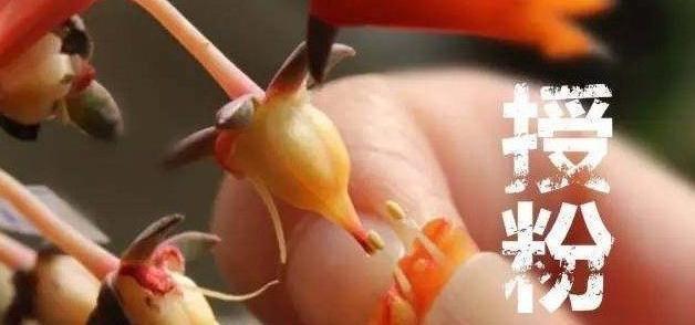 讲解多肉长出花剑后，怎么处理才不后悔