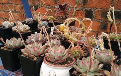 ​讲解多肉长出花剑后，怎么处理才不后悔