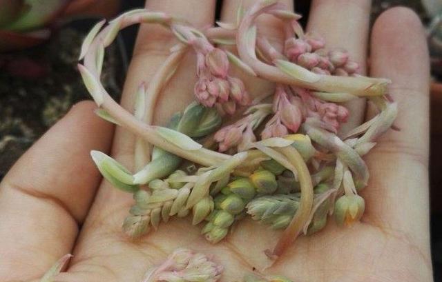 讲解多肉长出花剑后，怎么处理才不后悔