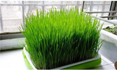 ​盆栽植物小麦草怎么栽培好？