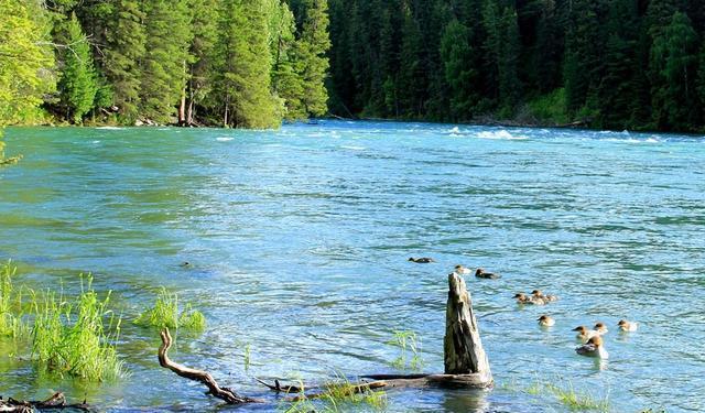 “人间天堂”——喀纳斯,随便一处风景也能足够惊艳你的眼!