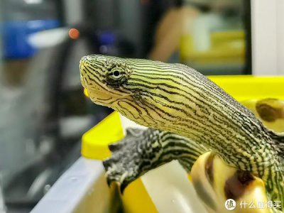 ​周转箱制作乌龟缸，给老朋友搭个新家