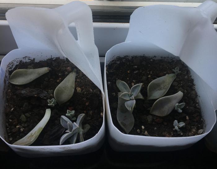 洗衣液的空瓶子别再当废塑料扔掉了,动手一剪变成好看个性的花盆