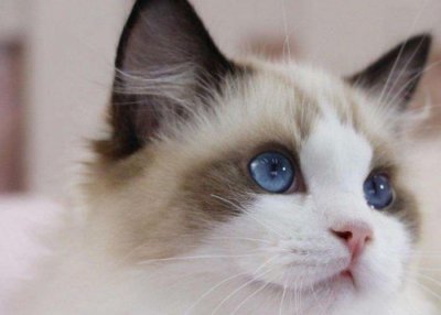 ​养布偶猫后，你可曾后悔过吗？