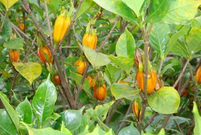 被人称之为“山栀子”的果子,能泻火除烦,以前农村很常见