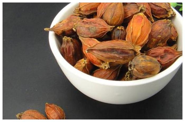 被人称之为“山栀子”的果子,能泻火除烦,以前农村很常见