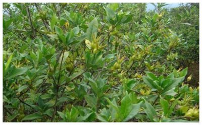 ​被人称之为“山栀子”的果子，能泻火除烦，以前农村很常见