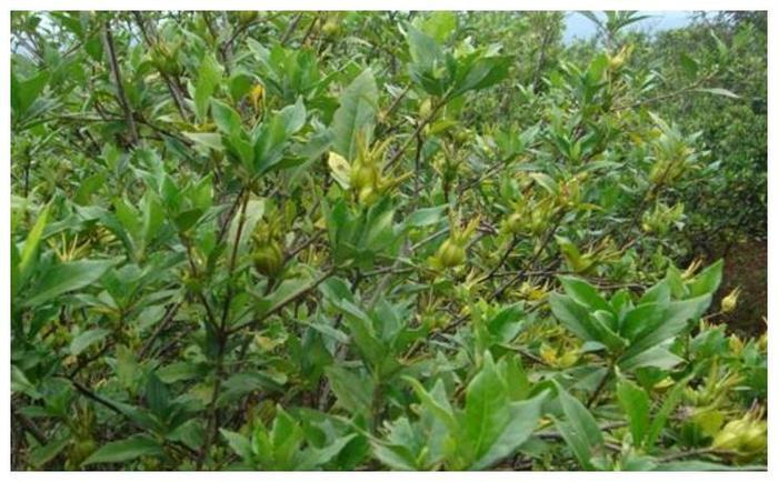 被人称之为“山栀子”的果子,能泻火除烦,以前农村很常见