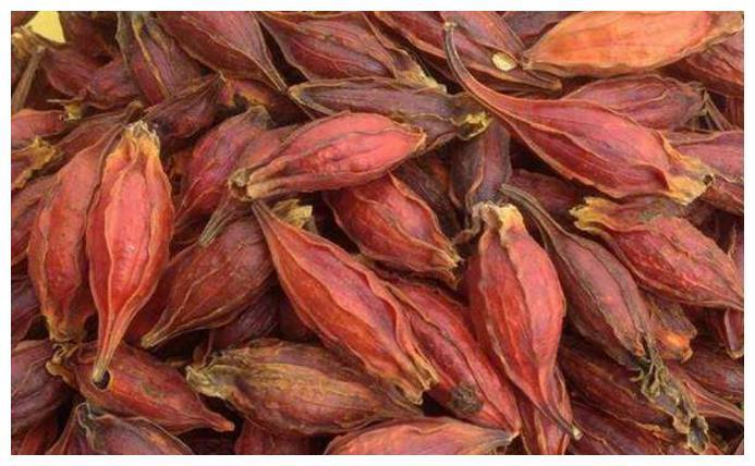 被人称之为“山栀子”的果子,能泻火除烦,以前农村很常见