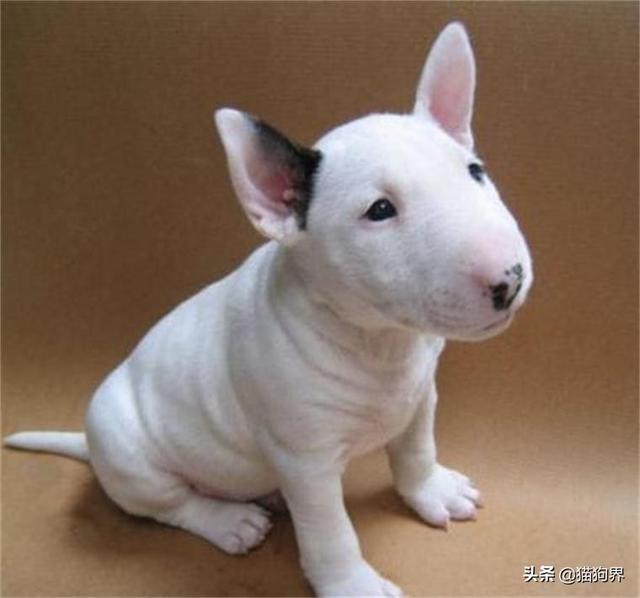 认识梗类犬,原来这些狗狗都属于梗类犬#狗狗大明星#