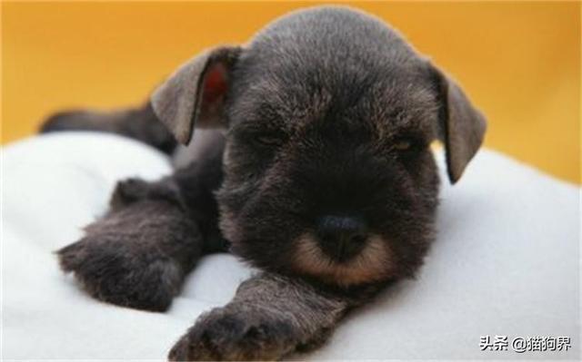 认识梗类犬,原来这些狗狗都属于梗类犬#狗狗大明星#