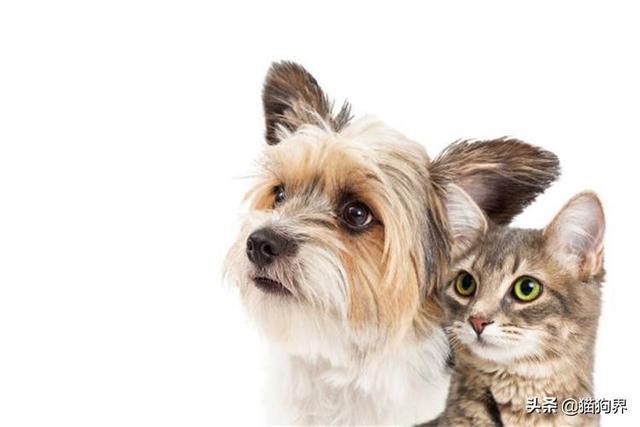 认识梗类犬,原来这些狗狗都属于梗类犬#狗狗大明星#