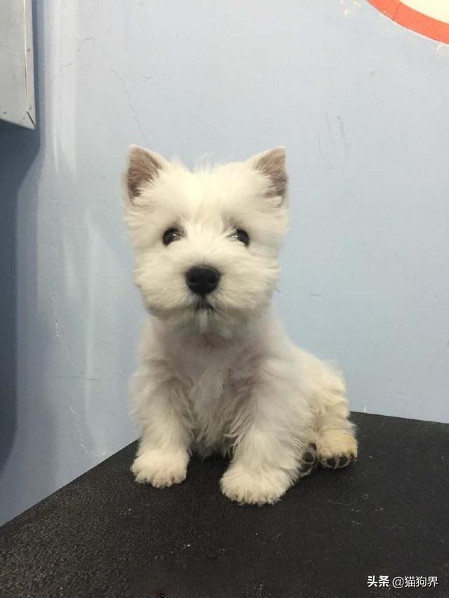 认识梗类犬,原来这些狗狗都属于梗类犬#狗狗大明星#