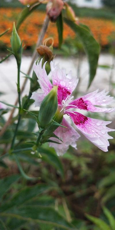 内蒙古美丽小镇——卓资山
