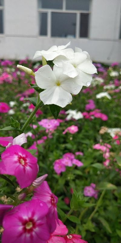 内蒙古美丽小镇——卓资山