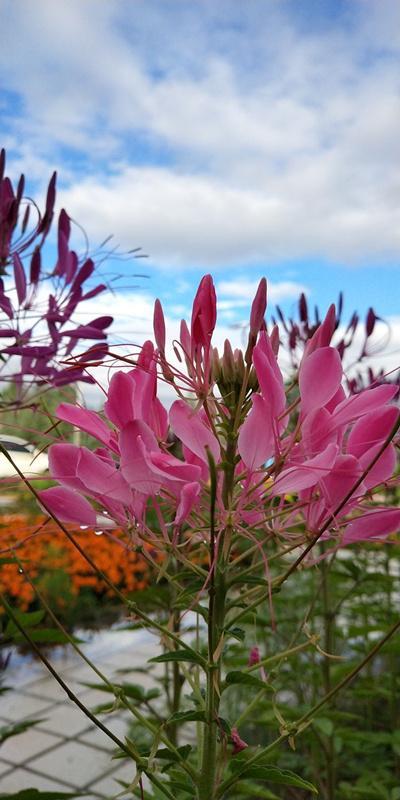 内蒙古美丽小镇——卓资山