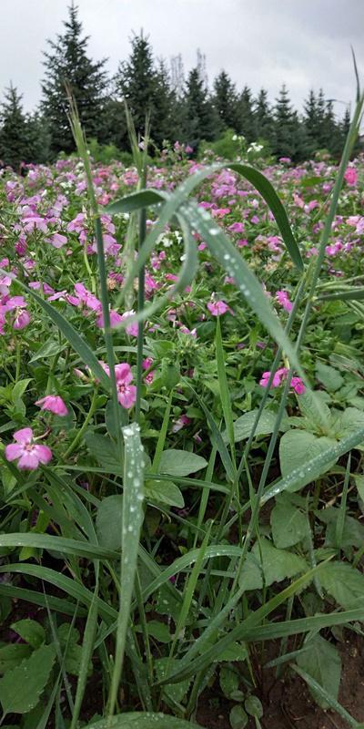 内蒙古美丽小镇——卓资山