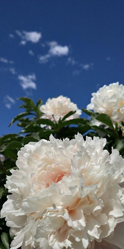 内蒙古美丽小镇——卓资山