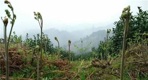 人称“拳头菜”，一旦种下能采10年，农村山上一大片