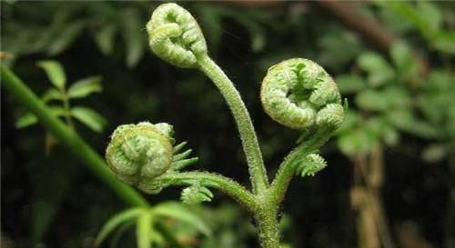 人称“拳头菜”，一旦种下能采10年，农村山上一大片