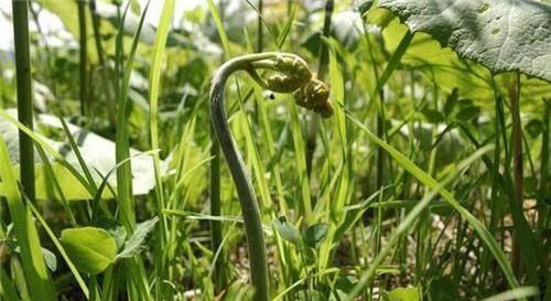 人称“拳头菜”，一旦种下能采10年，农村山上一大片