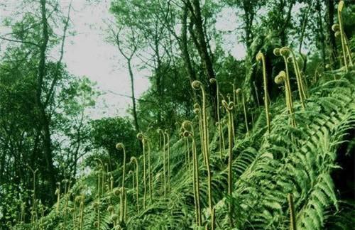 人称“拳头菜”，一旦种下能采10年，农村山上一大片