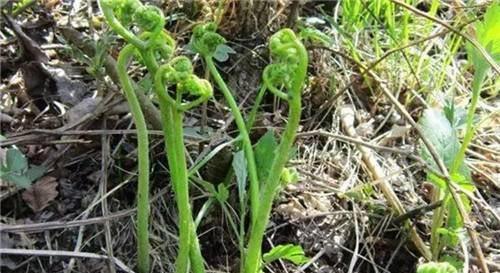 人称“拳头菜”，一旦种下能采10年，农村山上一大片