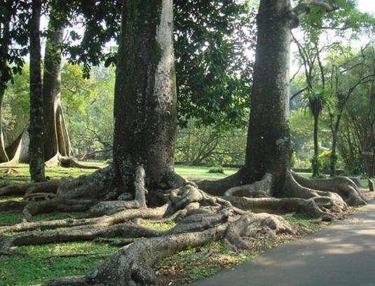 揭秘恐怖食人树，妇女被困10天后只剩白骨