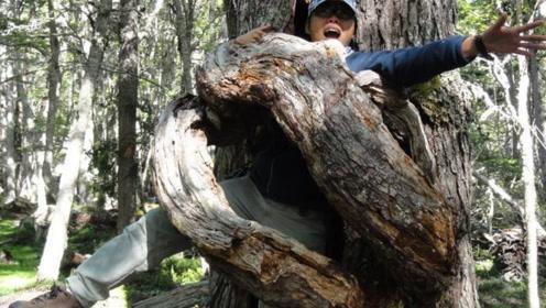 揭秘恐怖食人树，妇女被困10天后只剩白骨