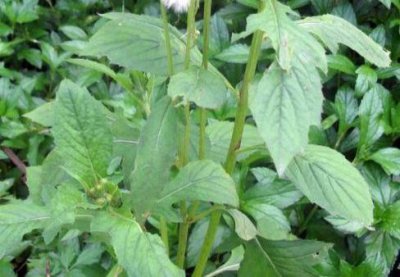 ​人称“野筒蒿”，儿时当野菜吃，如今一斤10元，稀罕少见