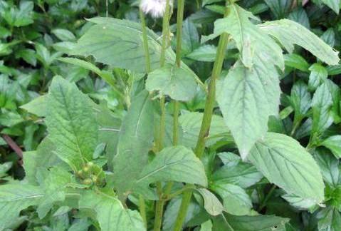 人称“野筒蒿”，儿时当野菜吃，如今一斤10元，稀罕少见