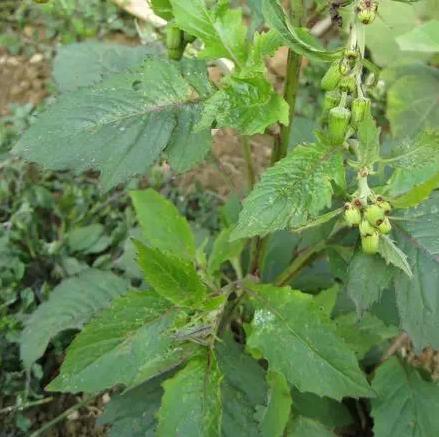 人称“野筒蒿”，儿时当野菜吃，如今一斤10元，稀罕少见