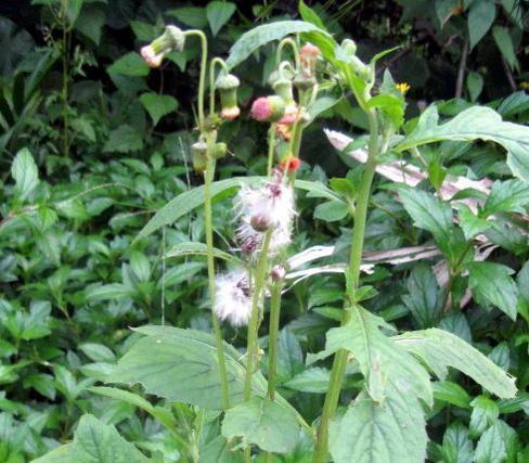 人称“野筒蒿”，儿时当野菜吃，如今一斤10元，稀罕少见