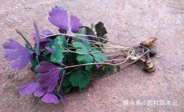 人称“千年老鼠屎”,家乡若有这野草,请珍惜,目前65元一斤!