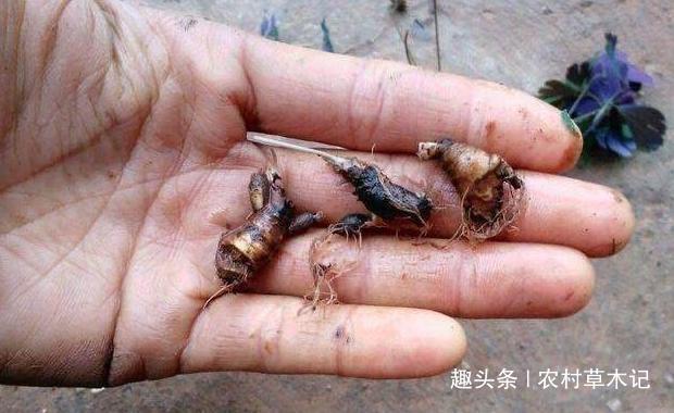 人称“千年老鼠屎”,家乡若有这野草,请珍惜,目前65元一斤!