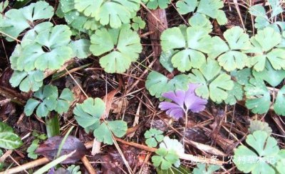 ​人称“千年老鼠屎”,家乡若有这野草,请珍惜,目前65元一斤!