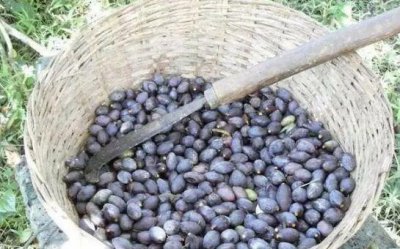 ​想自己练手雕手串，如果挑选橄榄核？