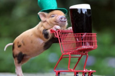 ​揭秘1971年“亥猪”的终身寿命，49岁后是穷是富？或许这就是命！