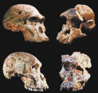 ​“南方古猿”年龄或提早百万年