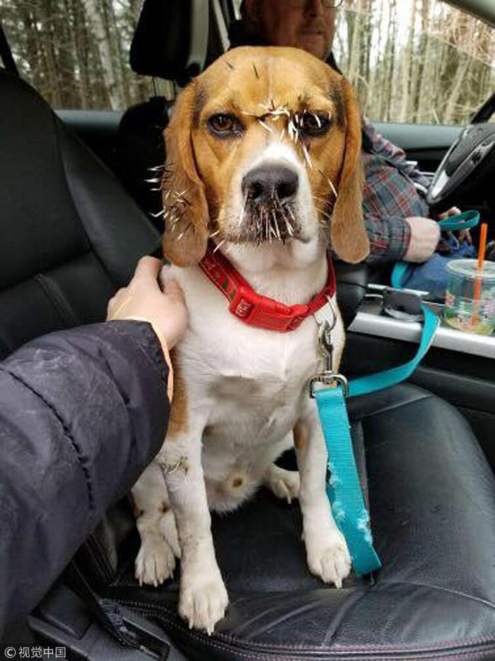 不许笑我没输!美国猎犬外出偶遇豪猪 大打出手被扎一脸刺