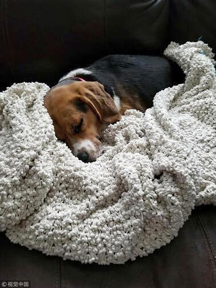 不许笑我没输!美国猎犬外出偶遇豪猪 大打出手被扎一脸刺