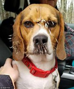 ​不许笑我没输！美国猎犬外出偶遇豪猪 大打出手被扎一脸刺